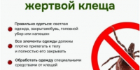 Более 1,4 тыс. жителей Волгоградской области обратились в больницы после укусов клещей - Volganet.Net