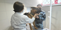 В двух районах Севастополя пройдет выездная вакцинация животных от бешенства - Комсомольская Правда