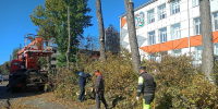 Деревьям в Железногорске делают осеннюю прическу - Газета Железногорские новости