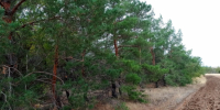 В Волгоградской области с 3 октября разрешат посещать леса - Volzsky.Ru