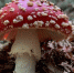 Нейросеть Midjourney - Cher-Poisk.Ru