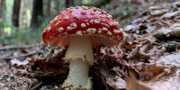 Нейросеть Midjourney - Cher-Poisk.Ru