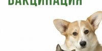 Выездная вакцинация против бешенства собак и кошек - Город Волгореченск