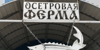 ДоброFish - Новый Компаньон