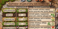 Кислотность почвы: что сделать осенью, чтобы улучшить землю - МОЁ! Online