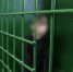 В Кирове задержали курьера, похитившего у пенсионерки 830 тысяч рублей - Newsler.Ru