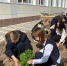 Курские гимназисты высадили Аллею роз - Городские Известия