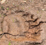 Фото: Pavel Vatsura/Shutterstock/Fotodom - Ямал-Медиа