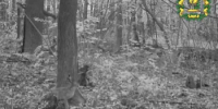 В Перевозском округе фотоловушка поймала в объектив зайца, который чем-то аппетитно лакомился - Министерство лесного хозяйства
