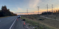 Водитель сбил лося в Балахнинском округе - ГТРК Нижний Новгород