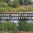 В Цимлянске возбуждено дело из-за непокоса карантинной растительности на улице Боевой славы - Bloknot-Volgodonsk.Ru