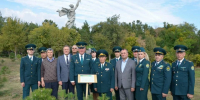 40 крымских сосен дополнили аллею на Мамаевом кургане - Газета Городские вести