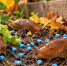 Сыпать соль от слизней — это колхоз: работы на вечер — и проход вредителям на грядку закрыт - Progorod33.Ru