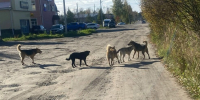 В Костромской области завели уголовное дело из-за нападений бродячих собак - Интернет-телевидение Логос