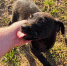 «Вы в ответе за тех, кого приручили»: волгодонцам напомнили о брошенных на дачах животных - Bloknot-Volgodonsk.Ru