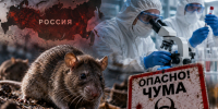Чума в России? Врач объяснила, сможет ли эпидемия охватить страну и Ростовскую область - Bloknot-Rostov.Ru
