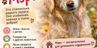 Забери питомца из приюта домой: сахалинцам предложили Мэри, Герду и Гретту - CitySakh.Ru