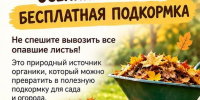 Как превратить осеннюю листву в подкормку для сада - Газета Тетюшские зори