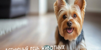 4 октября – Всемирный день защиты животных. - Город Коряжма