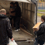 В Апатитах учащиеся трёх корпусов гимназии №1 установили рекорд в рамках традиционной осенней акции по сбору макулатуры - Арктик-ТВ