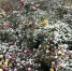 В Оренбуржье выпал первый снег: Госавтоинспекция призывает оренбуржцев быть внимательными на дорогах - ProOren.Ru