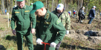 В Мордовии посадили 4 тысячи сеянцев сосны - Info-Rm.Com