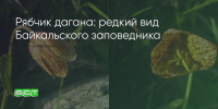 Поделитья во ВКонтакте - Братская Студия Телевидения