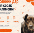 Накормить хвостатых. Приют «Филимоша» запустил акцию «Осенний дар» - Orenburg.Media