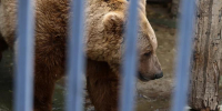 На севере Свердловской области застрелили медведя, который вышел к людям - EaNews.Ru
