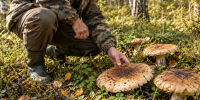 Недооценённые лесные грибы: зонтик, чесночник и рыжик - Кубанские Новости