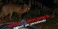 На детской площадке в Ярославле обосновалась лиса - Комсомольская Правда