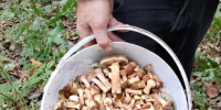 Куряне ведрами собирают грибы в лесах - Друг для Друга