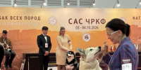 «Котопсы», чемпион и домашние лисы: чем удивил «Зоомир» в Нижнем Новгороде - НИА Нижний Новгород