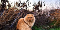 Снимок рыжего кота фотографа из Волгодонска вошел в ТОП лучших на международной премии - DonDay-Volgodonsk.Ru