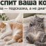 Четыре кошки отдыхают клубочком, на боку, на спине и с поджатыми лапами - 168.Ru