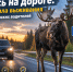 Лось на дороге: правила выживания для тверских водителей - Tver24.Com