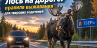 Лось на дороге: правила выживания для тверских водителей - Tver24.Com