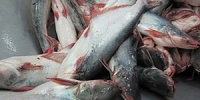 Экспорт морепродуктов из Вьетнама за первые девять месяцев превысил 9 млрд долларов - Газета Далекая окраина