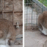 Заяц-беляк / Фото: max.ru/channel_zoo22ru - ИА Амител