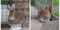 Заяц-беляк / Фото: max.ru/channel_zoo22ru - ИА Амител