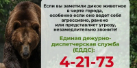 Опасность выхода медведей к городской черте сохраняется! - Междуреченский городской округ