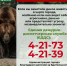 Опасность выхода медведей к городской черте сохраняется! - Междуреченский городской округ