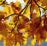 oak-branch-with-yellow-leaves - ТРК Щелково