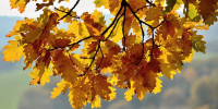 oak-branch-with-yellow-leaves - ТРК Щелково