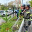 Хвойная аллея появилась у пожарной части в Хабаровске - Gubernia.Com