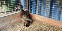 В Хабаровске спасли редкую утку‑мандаринку — птица два дня ждала помощи на пруду - Asn24.Ru