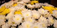 Александр Беглов поздравил всех причастных с Международным днём учителя - tvspb.ru - ТК Санкт-Петербург