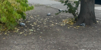 Фото:  () - ИА Город Новостей