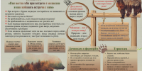 Правила поведения при встрече с медведем  (общие рекомендации) - Моздокский район