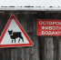 Бык забодал насмерть жителя Коми - KomiOnline.Ru
